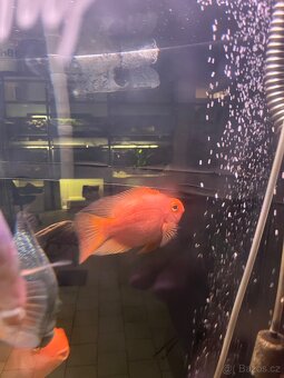 Cichlida papouščí 20-25cm - 8