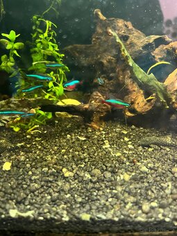 Akvárium INVITAL 60L. S rybičkama a filtrem Oase Bioplus 100 - 8