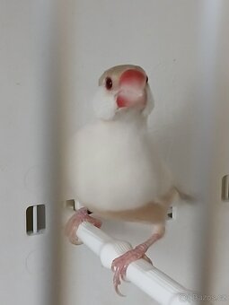 Vyměním - 8