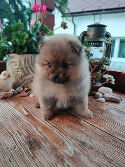 Predám fenku - pomeranian/nemecký špic - 8