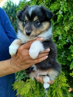 Šeltie / sheltie štěně s PP z Pozdeňské vísky - 8