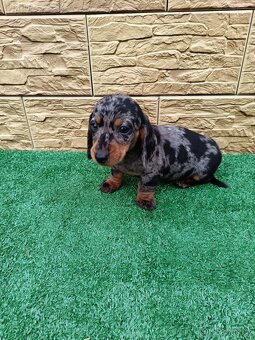 Jezevĉík trpaslicí - 8