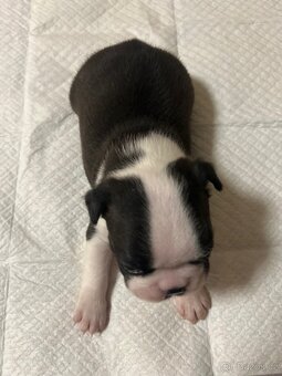 Bostonský teriér - 8