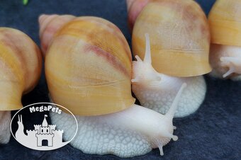 Africký šnek Lissachatina fulica rodatzi albino body Snails - 8