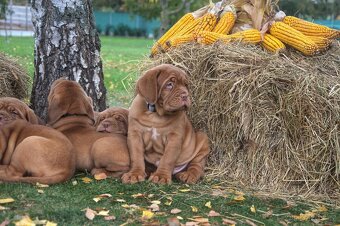 Bordeauxska doga, bordo doga, Dogue de Bordeaux - 8
