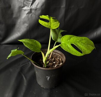 Monstera minima (Rhaphidophora tetrasperma) - 8