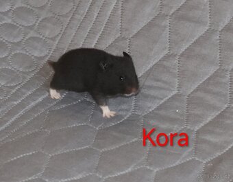 Křeček syrský s PP - vrh K - 8