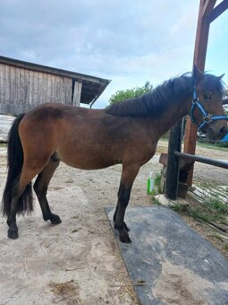 Valach pony - 8
