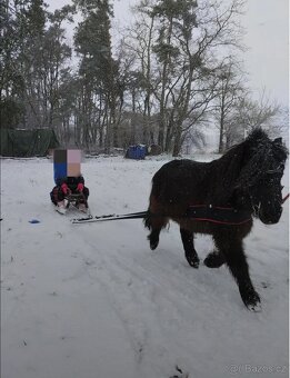 Pony na prodej - 8