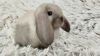 Zakrslý beránek, králíček, králík - REY - 8