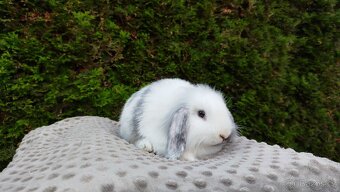 Zakrslý beránek, králíček, králík - MINDY - 8