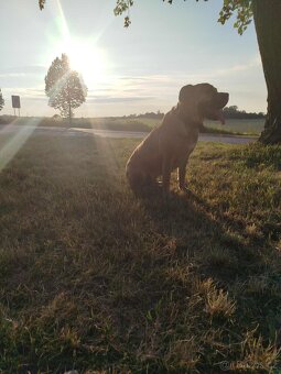 Cane Corso - 8