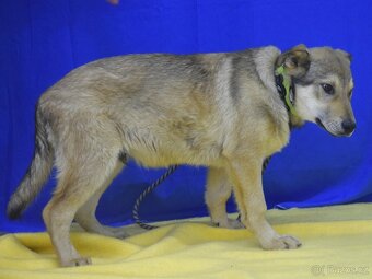 Felipe hledá domov - 8