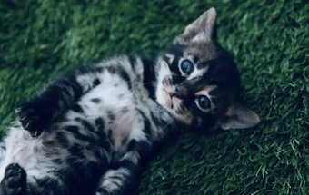 Bengálská kočka-holčička - 8
