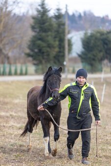 Huculský hřebec, Hucul, malý kůň, pony, tobiano - 8