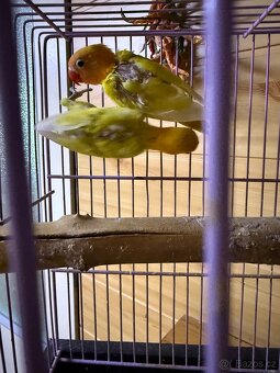 Agapornis mláďě - 8
