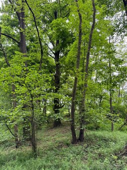 Prodám lesní pozemek v k.ú. Stěbořice - 8