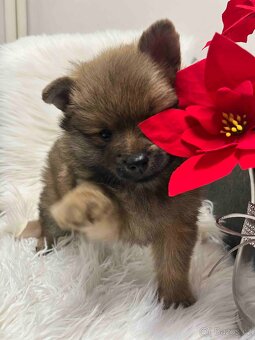 Německý špic střední - 8