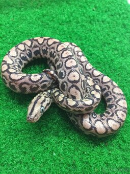 Epicrates cenchria cenchria a maurus,python regius - 8