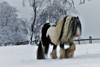 Irský cob připouštění - 8