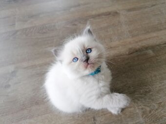 Ragdoll koťátka - 8