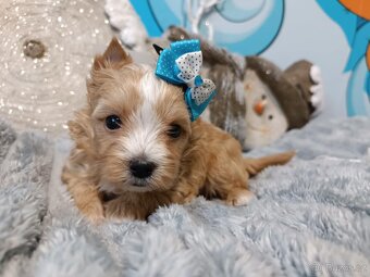 Biewer, golddust jorkšírský teriér s PP - 8