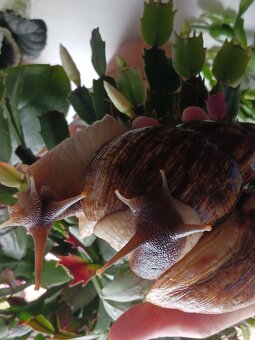 Afričtí šnečci - 8