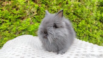 Zakrslý králík, králíček -(TEDDY)-OLAF,OLIVER,OLINA - 8