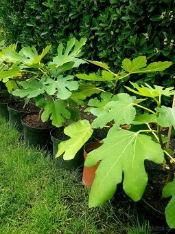 Fíkovník, Ficus Carica, Smokvoň, Brown Turkey, keře, stromky - 8