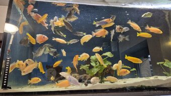 Krmení pro ryby Tlamovci Malawi - 8