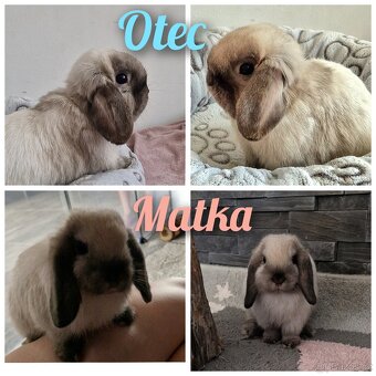 Poslední volné miminko, Minilop - 8