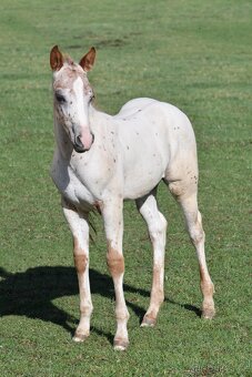 Appaloosa hřebeček - 8