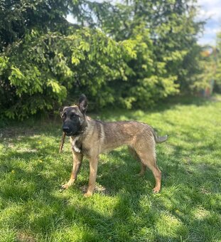 Belgický ovčák malinois bez PP - 8
