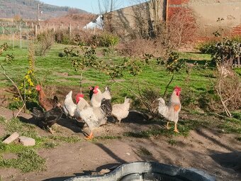 Prodám domácí kohouty a slepice - 8