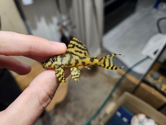 Pleco, Hypancistrus, Ancistrus long fin, sumce - 8