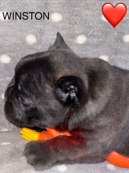 Francouzský buldoček s PP - 8