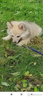 Krásné štěně trpasličí špic( mini pomeranian) - 8