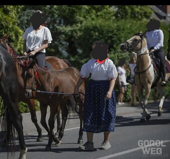 Letošní Furioso klisnička - 8