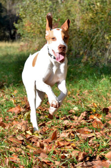 Pejsek a fenka_pointer_štěňátka_CHS z Mešinské hájovny - 8