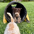 Lagotto romagnolo s PP - 8