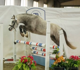 Welsh mountain Pony - 8