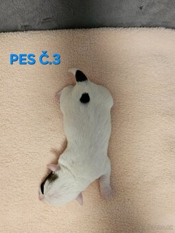 JACK RUSSELL - K REZERVACI - 8