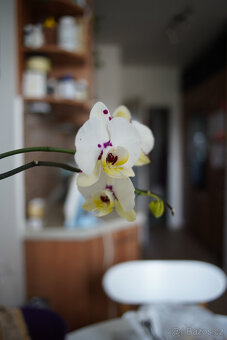 Objektiv Canon New FD 28mm f/2.8 – pěkný stav - 8