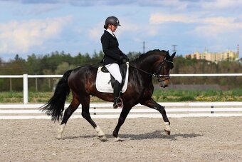Připouštění plemenným hřebcem Welsh cob D - 8