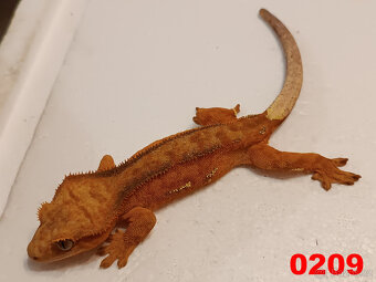 Pagekon řásnatý  Samci a Samice - 8