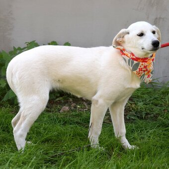 Caskaya hledá domov - 8