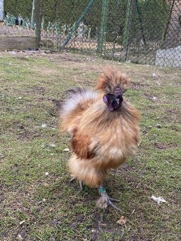 Prodej kohoutků (sebritka a hedvábnička) - 8