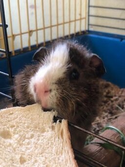 Prodej dvou mladých morčat - 8