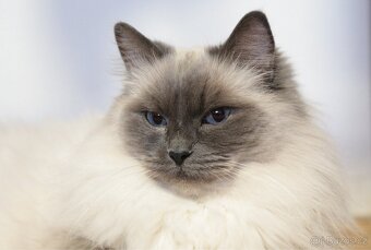 Ragdoll koťátka - 8
