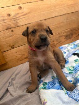 Štěňátka Border kolie a Labradora - 8